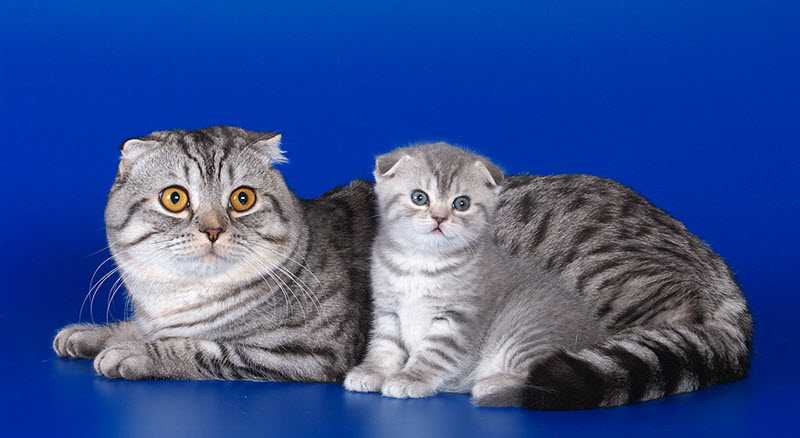 Вислоухие кошки: особенности породы, черты характера, уход