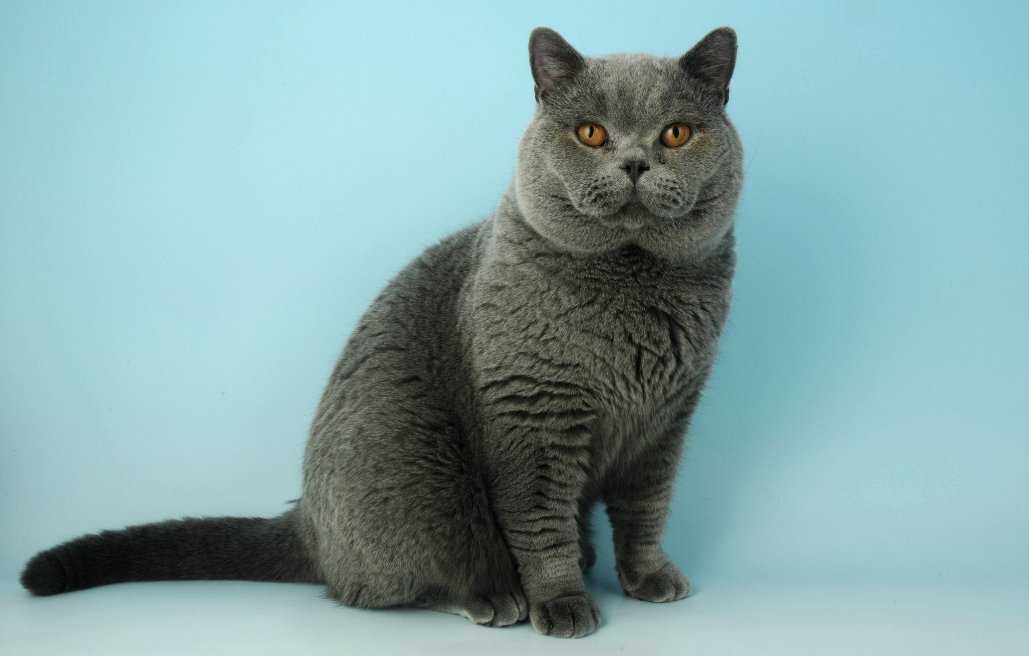 Британская короткошерстная кошка - фото, описание породы, характер