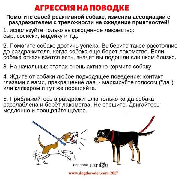 🐾 4 способа предотвращения пищевой агрессии у собаки и 7 способов ее устранения - 2021