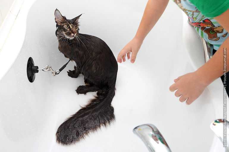 Как помыть кота - инструкции как правильно быстро и просто помыть домашнее животное