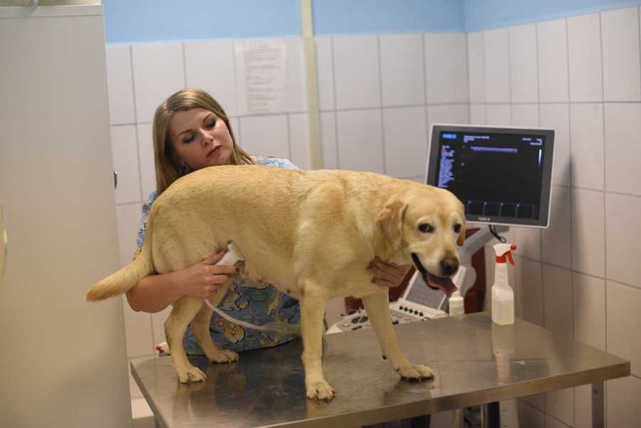 Рекомендации ветеринаров, чем кормить беременную и кормящую собаку