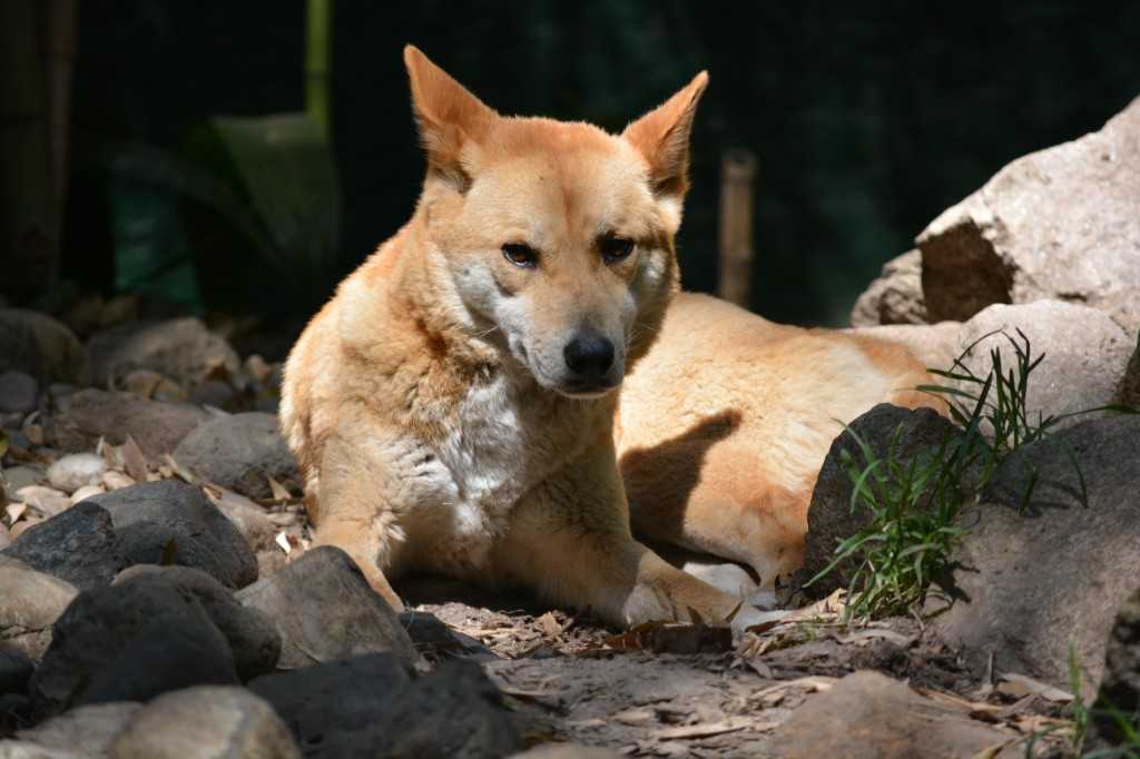 Австралийская пастушья собака (кеттл дог): характеристика, стоимость и отзывы