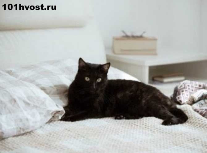 Кошка гадит на кровать, что делать, проверенные средства и методы