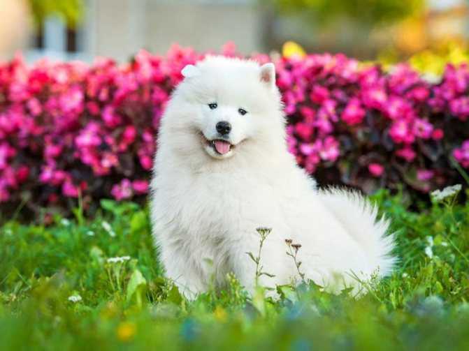 Самоедская собака – белоснежный добряк с озорной улыбкой