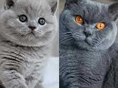 Когда у котят меняется цвет глаз | в каком возрасте