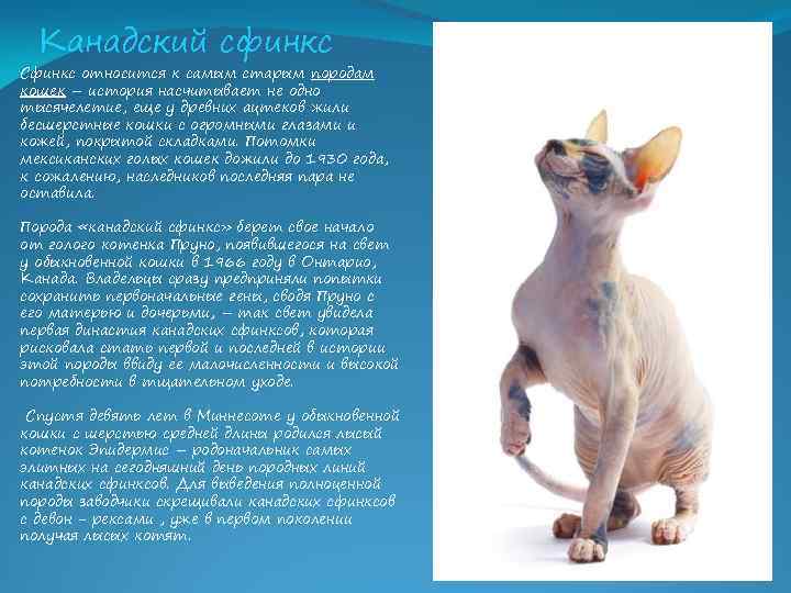 Голая кошка сфинкс: особенности канадской, донской и петербургской породы, характер лысого кота, чем кормить питомца, уход и фото котят