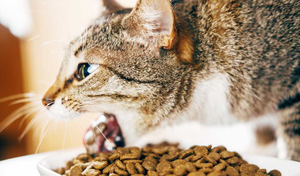 Пять причин повышенного аппетита у котов | мур тв