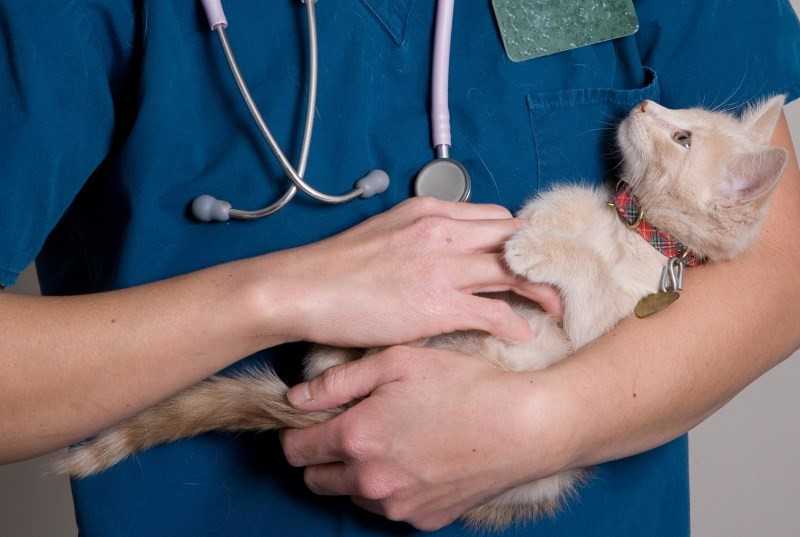 Мифы о кастрации собак и кошек. ветеринарная клиника "зоостатус"