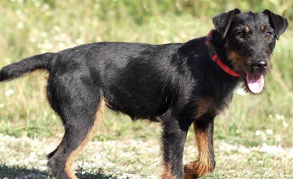Немецкий ягдтерьер - стандарт и характер собаки, дрессировка щенков, особенности кормления и содержания