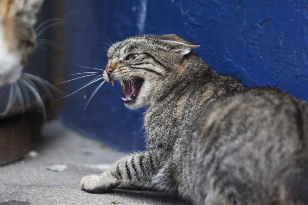 Слишком агрессивные игры у кошки: причины и что делать? | hill's pet
