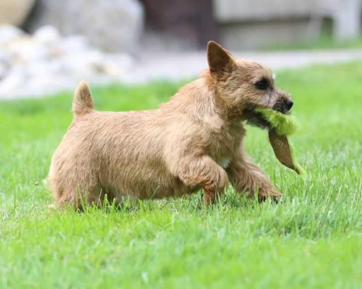 Норвич терьер — описание породы, характеристики и фото, как содержать собаку