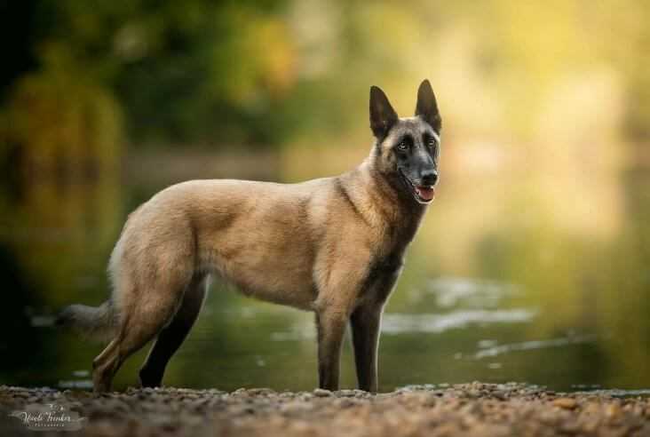 Бельгийская овчарка: разновидности породы с названиями и фото