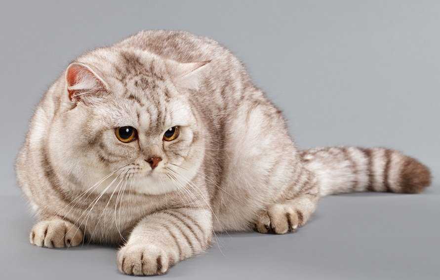 Британская кошка фото, цена, окрасы и описание породы british shorthair