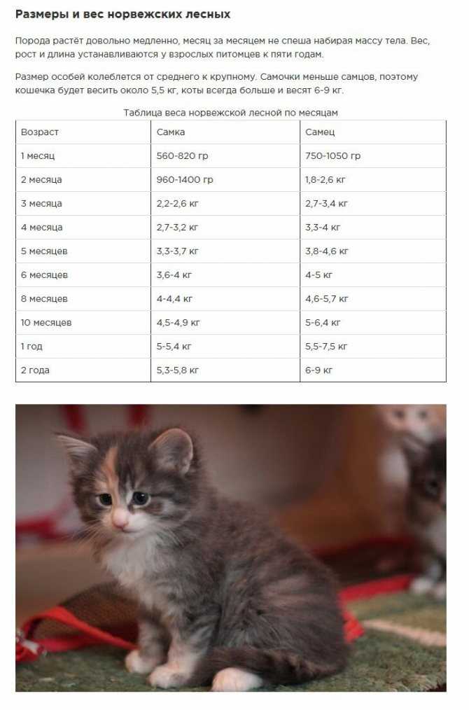 Таблица веса котенка по месяцам