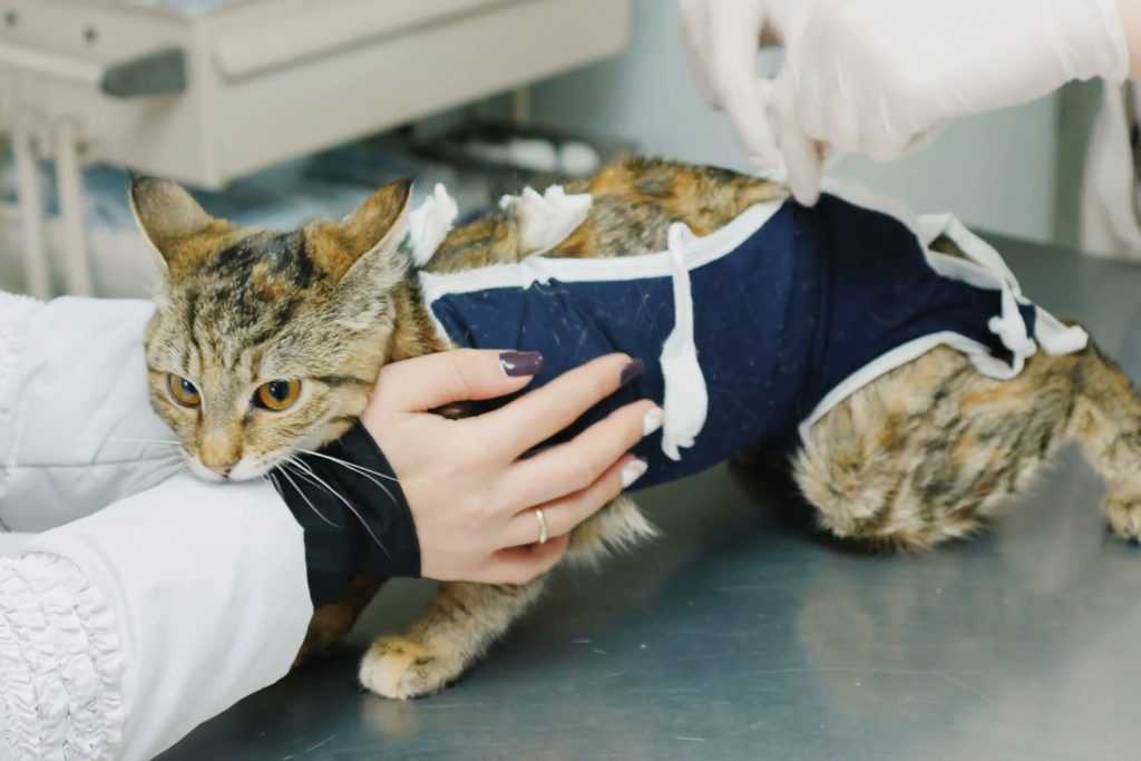 Сколько кошка отходит от наркоза после стерилизации?