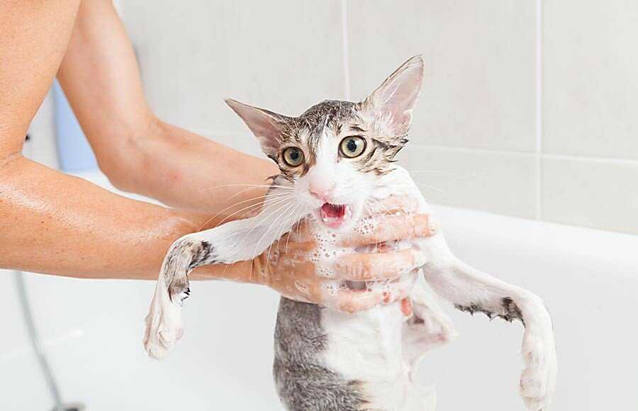 Надо ли мыть кошку, как часто и каким средством, как помыть котенка
