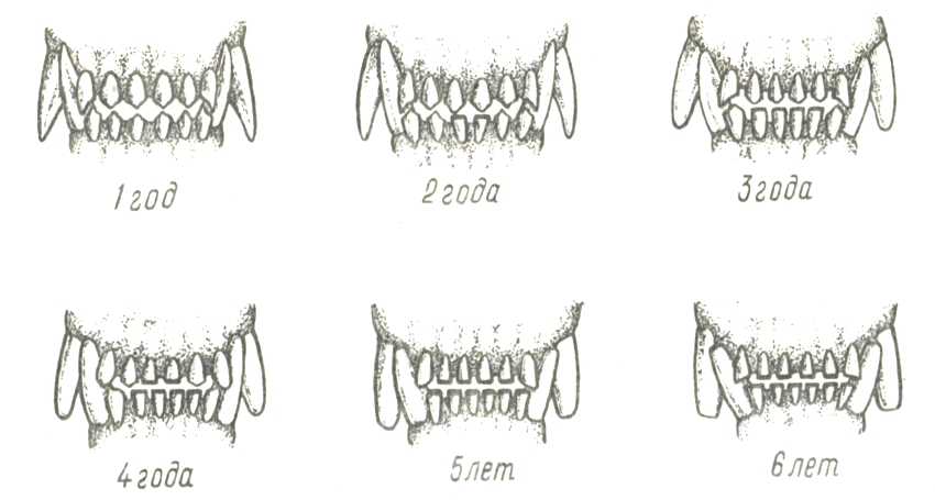 Во сколько меняются молочные зубы у щенков чихуахуа