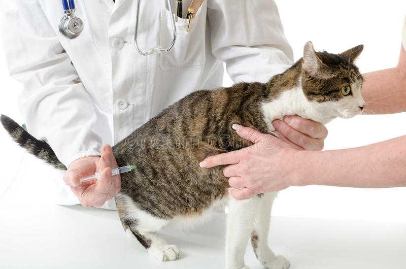 Как сделать укол коту Для того, чтобы сделать инъекцию своему домашнему любимцу, вовсе не обязательно по несколько раз в день возить его к ветеринару.