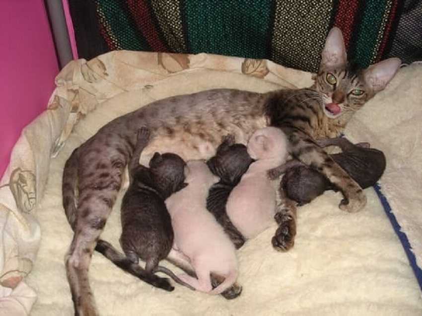 Беременные кошки сфинксы: характеристика, сроки, уход