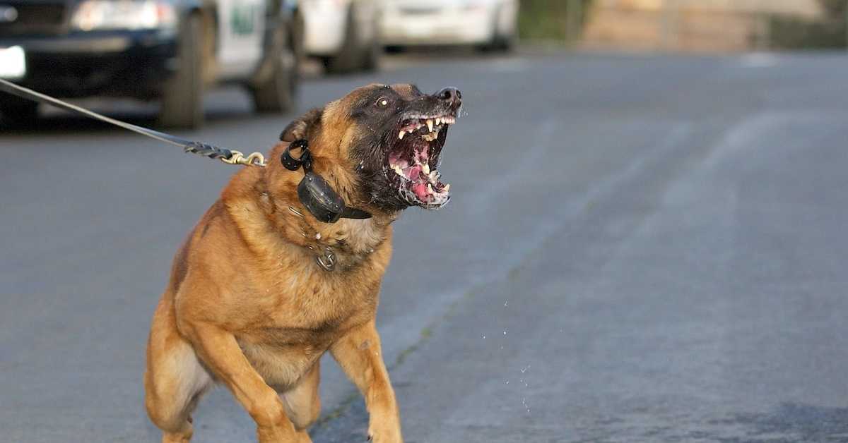 Собака кусается: статья о том, как отучить питомца от агрессии