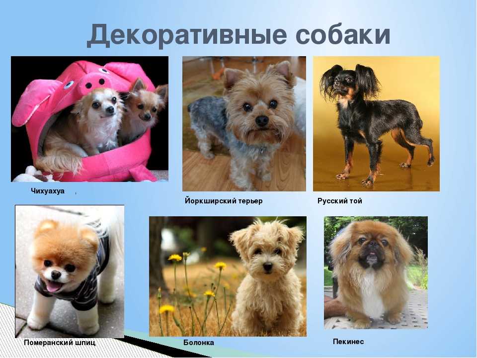 Маленькие породы собак для квартиры (39 фото): какую домашнюю собаку небольшого размера лучше завести? уход за мелкими собаками со спокойным характером
