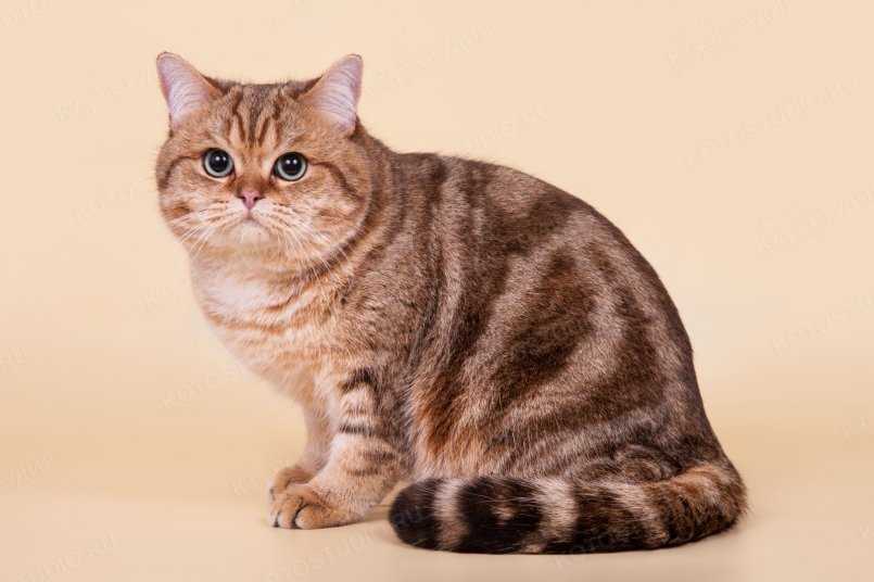 Сиамские котята: все, о чем нужно знать будущим владельцам