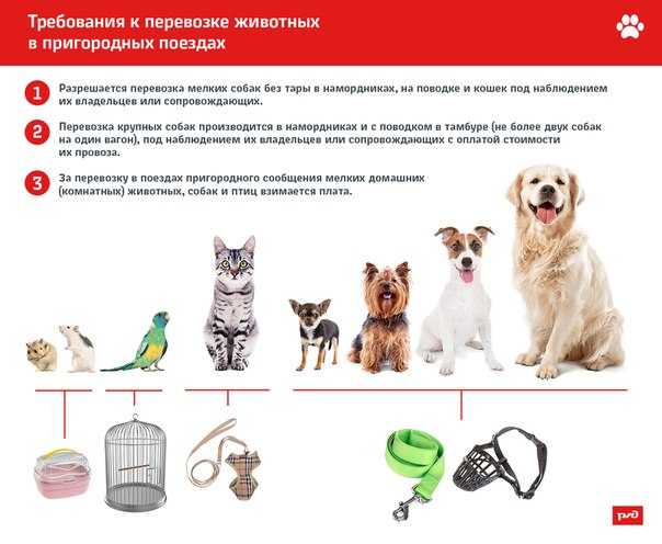 Перевозка домашних животных в поездах дальнего следования. правила перевозки домашних животных в поезде по территории россии
