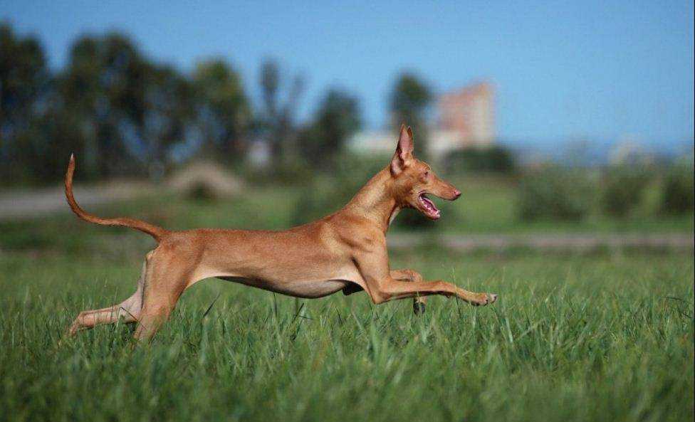 Фараонова собака: описание породы,вязка,уход,питание,фото,видео