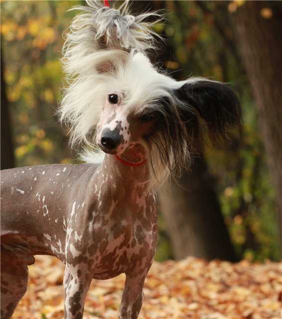 Китайская хохлатая пуховая собака (27 фото): описание породы. чем кормить щенков? особенности ухода за шерстью