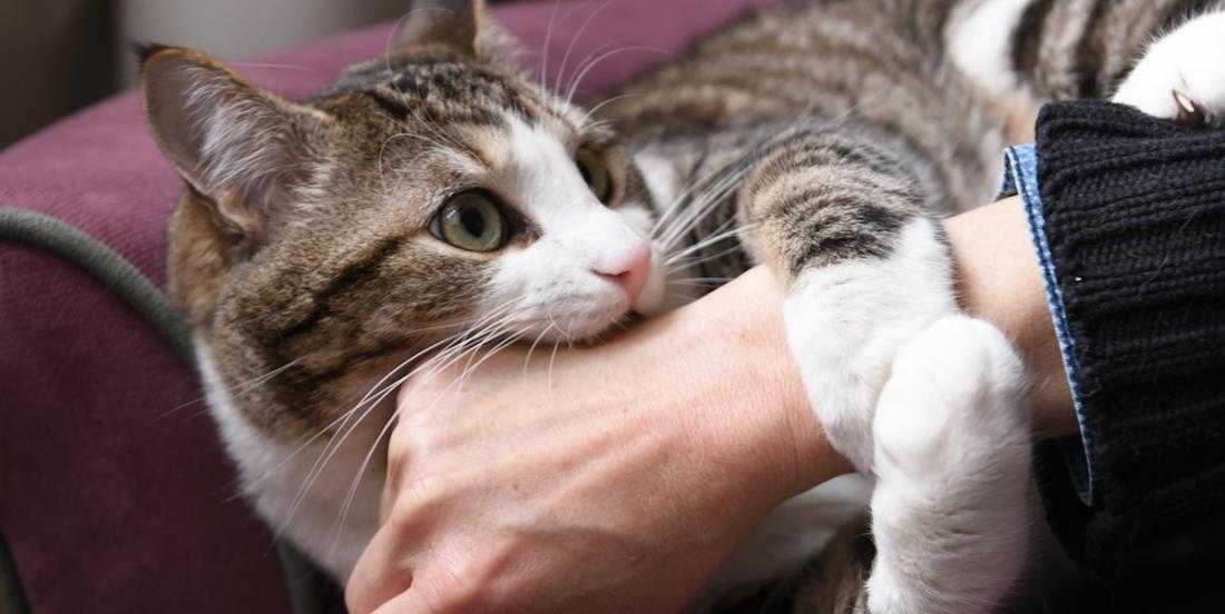 Почему кошка дергает хвостом и кожей на спине и нервно вылизывается: причины странного поведения
