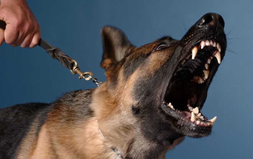 Почему собаки нападают на людей – причины агрессивного поведения - про питомца