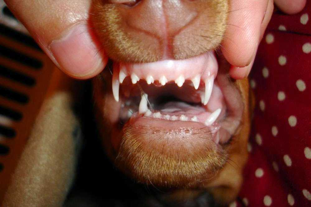 Что делать, если болят зубы у собаки