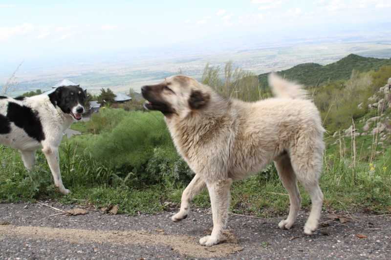Мощный и сильный армянский волкодав – гампр