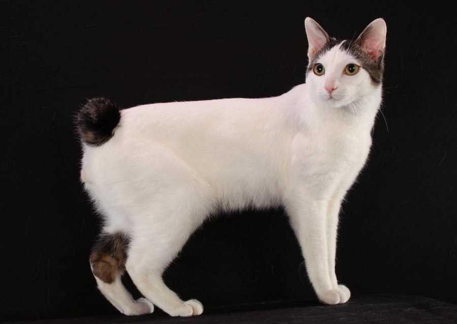 Японский бобтейл: все о кошке, фото, описание породы, характер, цена