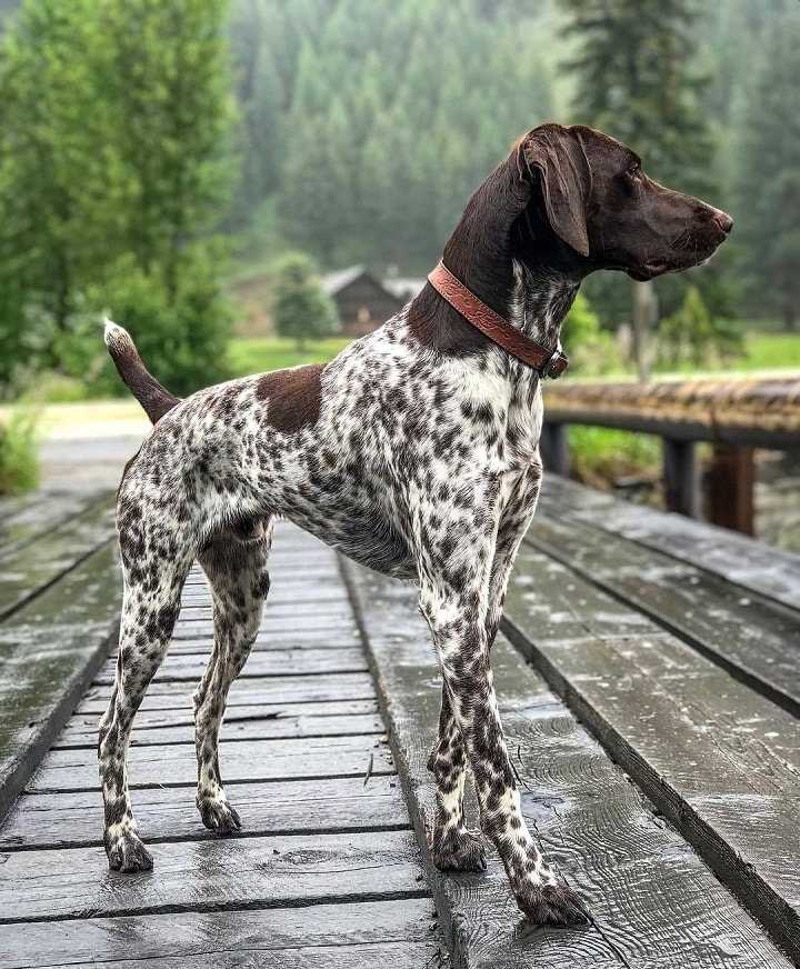 Собака курцхаар: фото, стандарт породы и описание характера, особенности содержания и питания