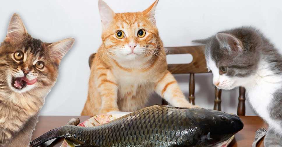 Можно ли кошкам рыбу