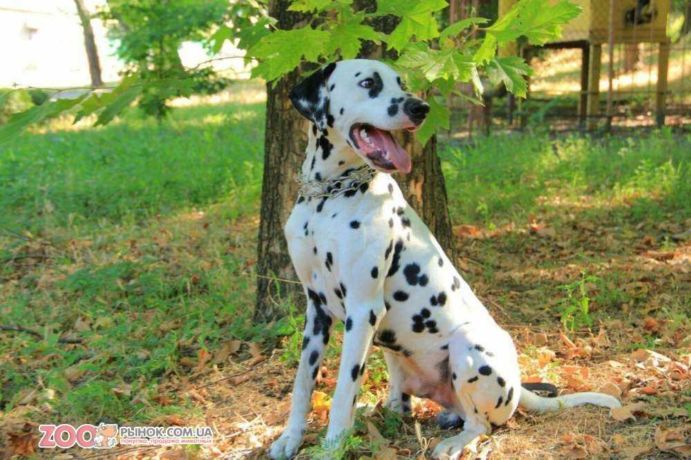 Далматин собака. описание, особенности, уход и цена далматина | sobakagav.ru