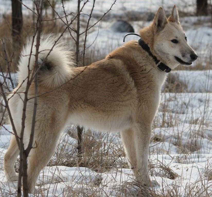 Восточно-сибирская лайка: описание породы - моя собака