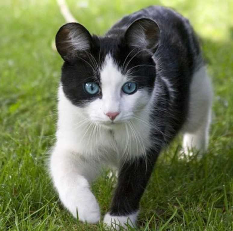 Как называются коты с короткими ушами