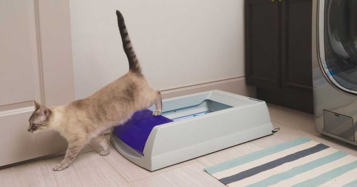 Как кошка требует внимания: 7 кошачьих способов | hill's pet