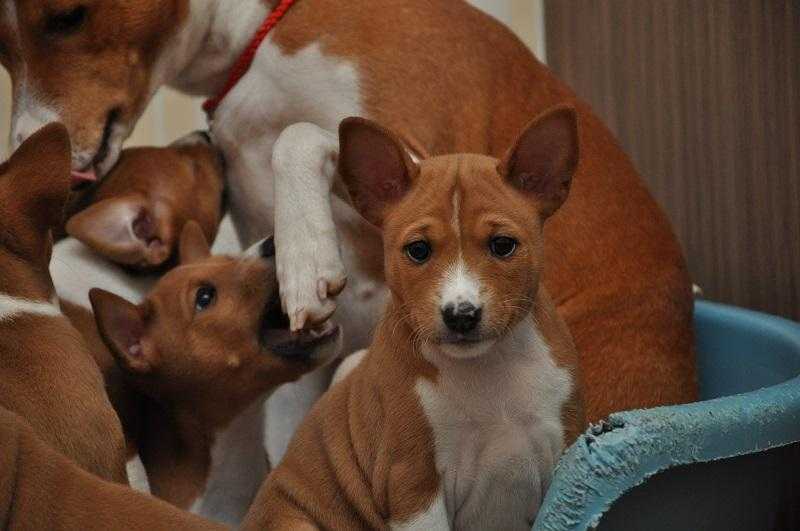 Басенджи собака фото, описание породы, цена щенка, отзывы