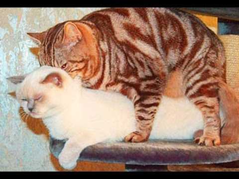 Вязка кошек и котов [случка]: советы от заводчиков, как проходит
