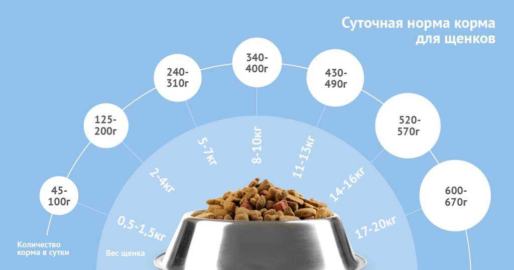 Какой корм лучше для щенка лабрадора: как правильно составить натуральный рацион и какое промышленное питание выбрать питомцу