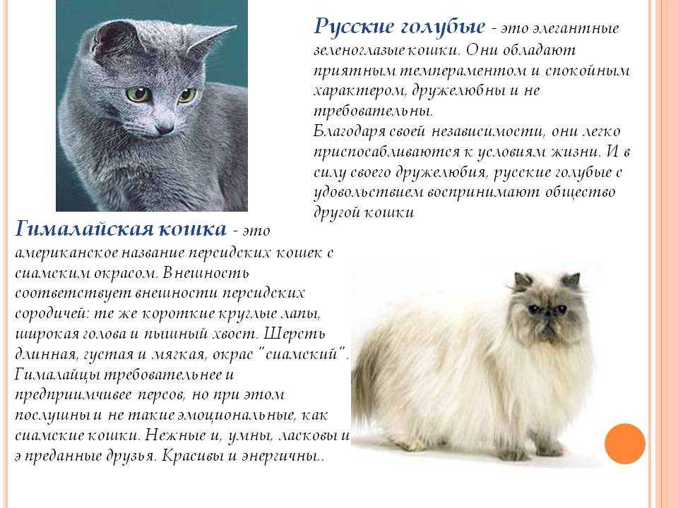 Кимрик — характеристика уэльской породы кошек, история происхождения, особенности внешнего вида