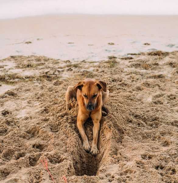 Почему собака роет ямы во дворе: выявляем и исправляем причины некорректного поведения