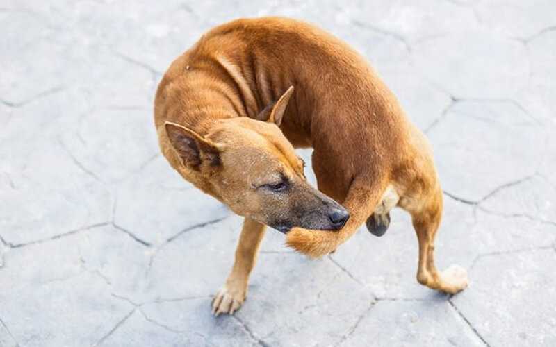 Почему собака бегает за своим хвостом - причины и методы устранения