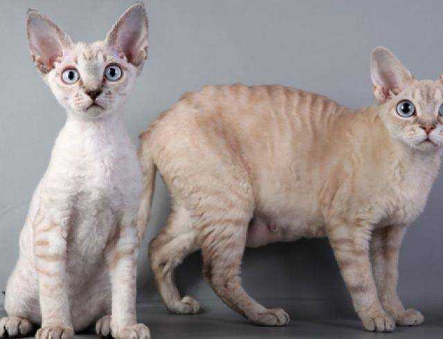 Порода кошек без хвоста - название пород, описание и фото