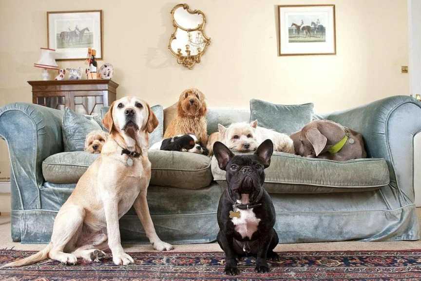 Породы маленьких гладкошерстных собак (31 фото): выбор короткошерстных собак для квартиры, характеристика животных небольших размеров