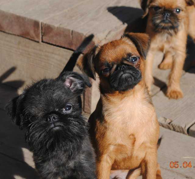 Характеристика собак породы брюссельский гриффон с отзывами и фото