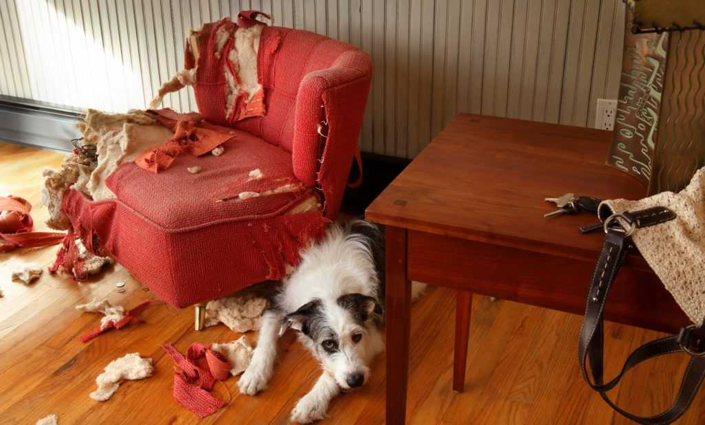 6 шагов как отучить собаку грызть вещи